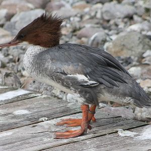 Red-breasted merganser