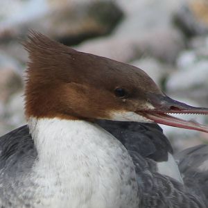 Red-breasted merganser