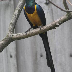 Golden-breasted glossy starling