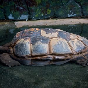 Aldabra giant tortoise : Twycross : 03 Oct 2014