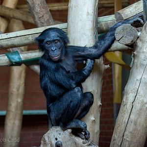 Bonobo : Twycross : 03 Oct 2014