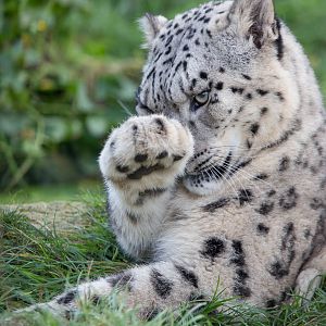 Snow leopard : Twycross : 03 Oct 2014