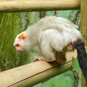 Silvery Marmoset