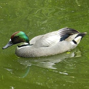 Falcated Teal