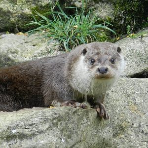 Common Otter