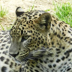Sri Lankan Leopard