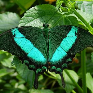 Emerald Swallowtail