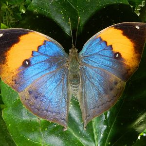 Indian Leafwing