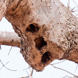 Nesting holes in baobab branch