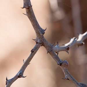 Thorns of the Wait-a-Bit