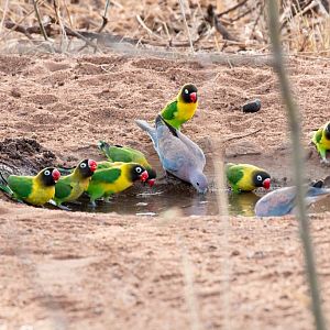 Masked Lovebirds and Laughing Dove