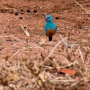 Blue-capped Cordon Bleu
