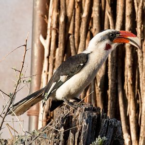 Von der Deckens Hornbill male