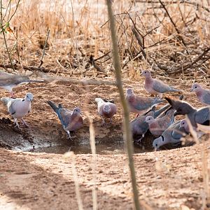Four species of dove and a Go-away Bird