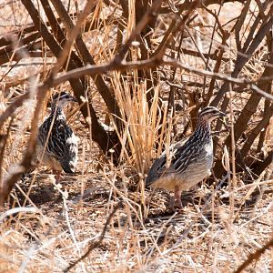 Crested Francolin