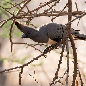 Whitebellied Go-Away Bird female
