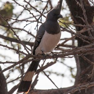 Whitebellied Go-Away Bird female