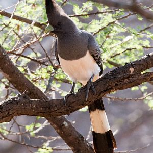 Whitebellied Go-Away Bird male