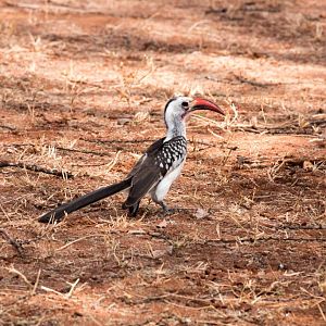 Red-billed Hornbill