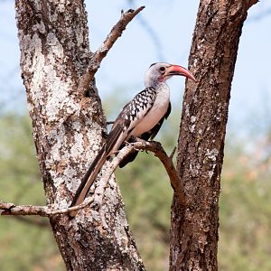 Red-billed Hornbill