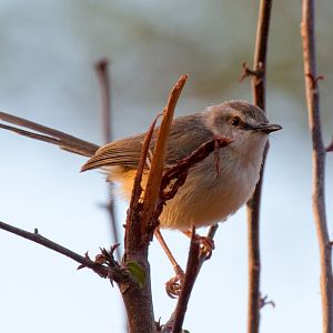Tawny-flanked Prinia