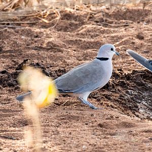 Ringnecked Dove