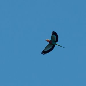 Lilac-breasted Roller
