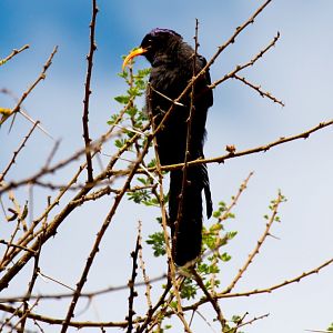 Abyssinian Scimitarbill