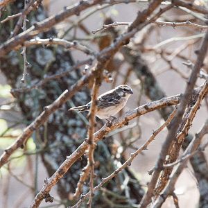 Yellow-rumped Seedeater