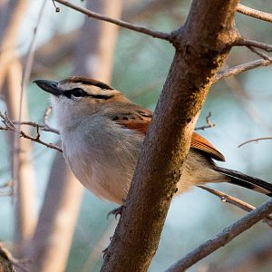 Brown-crowned Tchagra