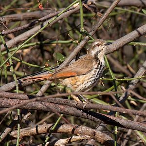 Spotted Morning-thrush
