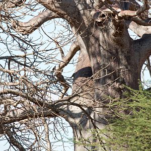 Baobab - 2 pairs of parrots