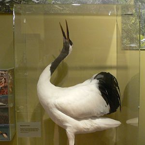 (Taxidermy) Japanese Crane at Manchester Museum, 07/01/15