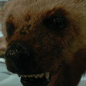 (Taxidermy) Wolverine at Manchester Museum, 07/01/15