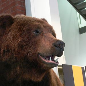 (Taxidermy) European Brown Bear at Manchester Museum, 07/01/15