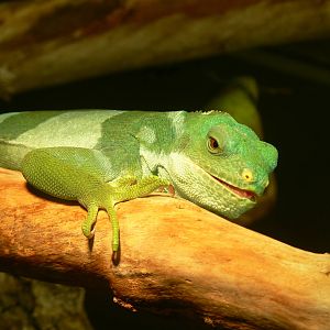 Fiji Banded Iguana at Manchester Museum, 07/01/15