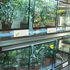 Amphibian Room at Manchester Museum, 07/01/15