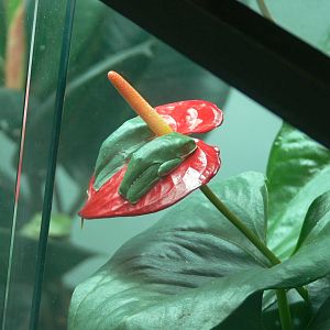 White-lined leaf Frogs at Manchester Museum, 07/0115