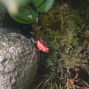 Strawberry Poison Frog at Manchester Museum, 07/01/15