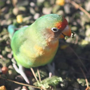 Foraging on the floor, 23rd October 2014