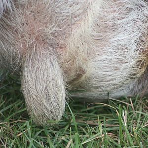 A fine piri piri, 23rd October 2014