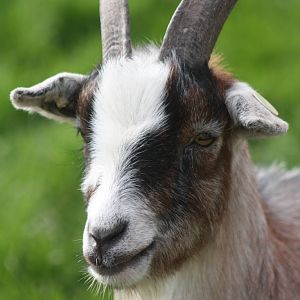 African Pygmy Goat, 23rd October 2014