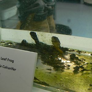 Self-displaying Splendid Leaf Frog at Manchester Museum, 07/01/15