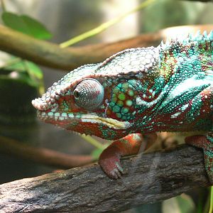 Panther Chameleon at Manchester Museum, 07/01/15