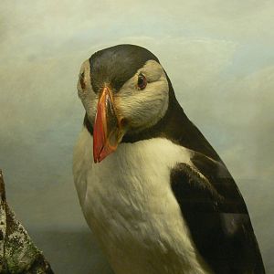 (Taxidermy) Atlantic Puffin at Manchester Museum, 07/01/15