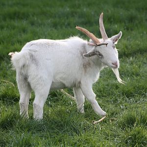 African Pygmy Goat, 23rd October 2014