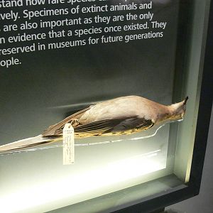 (Taxidermy) Passenger Pigeon at Manchester Museum, 07/01/15