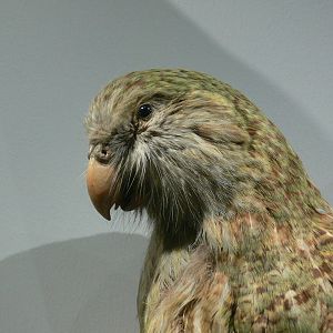 (Taxidermy) Kakapo at Manchester Museum, 07/01/15