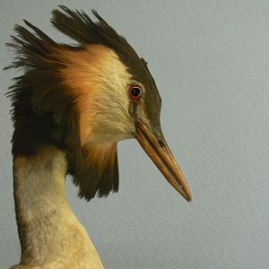 (Taxidermy) Great Crested Grebe at Manchester Musuem, 07/01/15