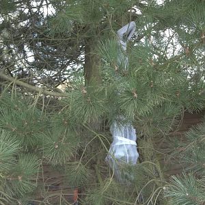 Halloween decorations, 23rd October 2014